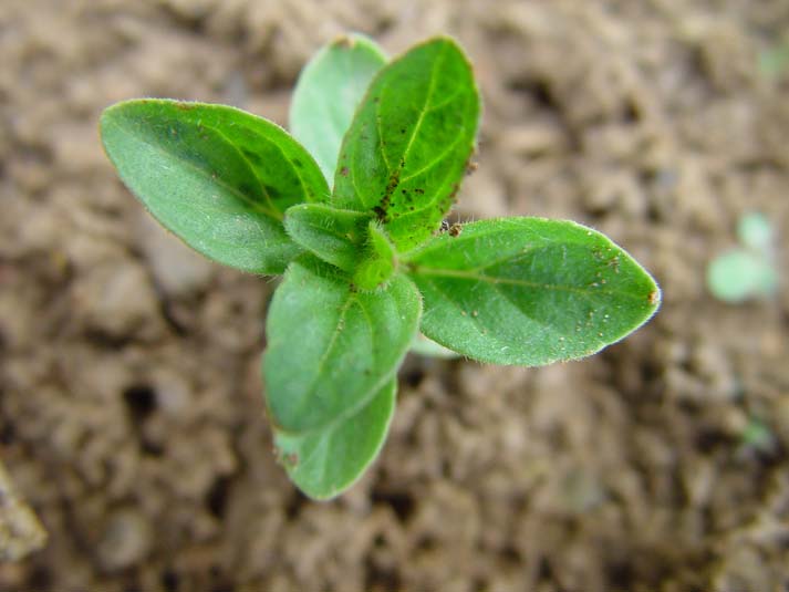 MENTHARV 10.Mai04 033.jpg